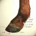 le pied